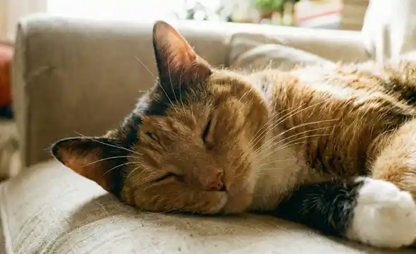 Pet photo to Coloring Page - Original - iColorPlay